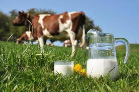 Les produits laitiers, nos ennemis pour la vie